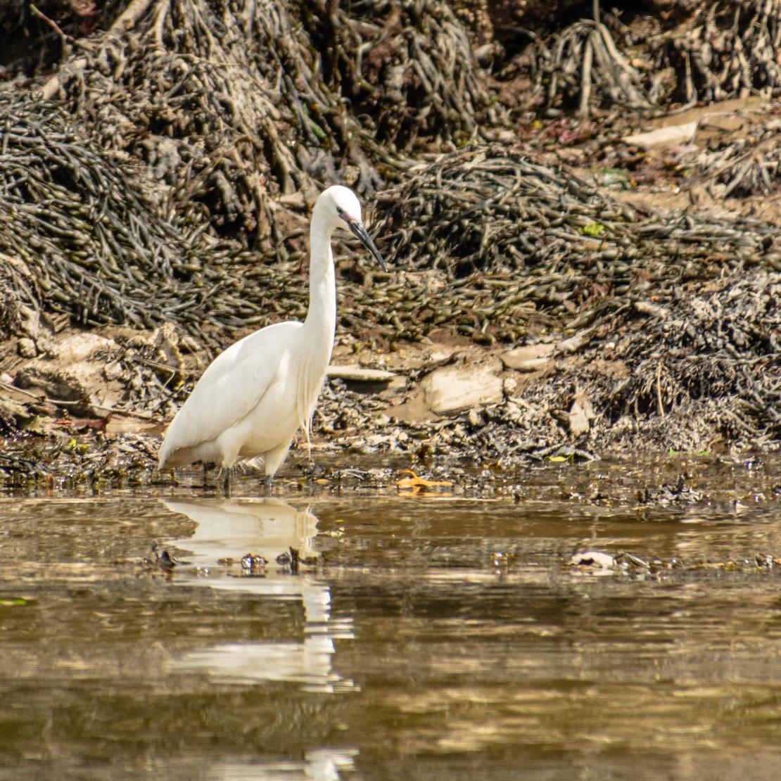 Czapla siwa (Ardea cinerea)