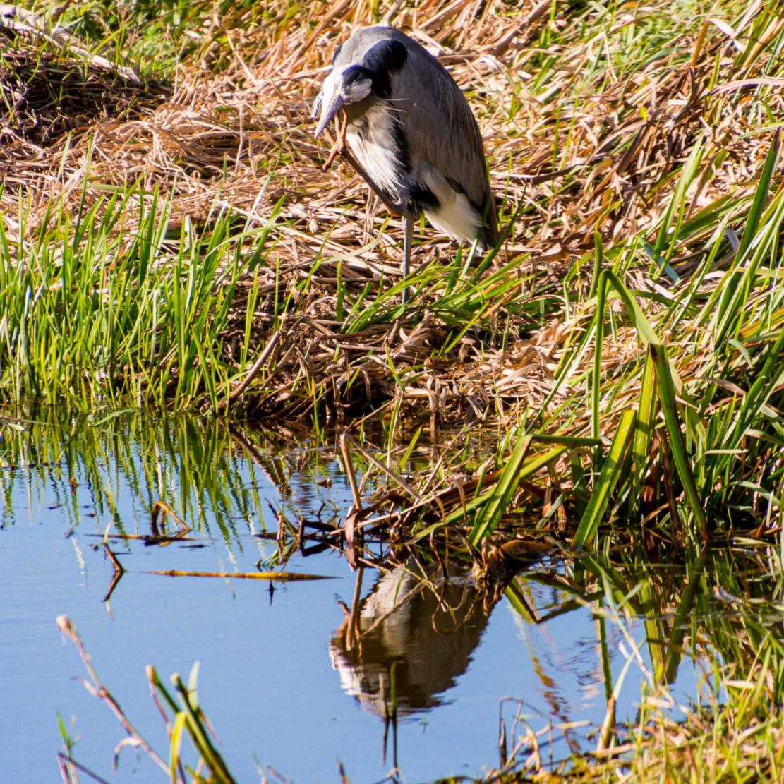 Czapla siwa (Ardea cinerea)